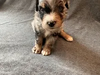 Rip, a male Aussiedoodle for sale in Burlington, CT – Photo 1 of 9