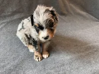 Rip, a male Aussiedoodle for sale in Burlington, CT – Photo 7 of 9