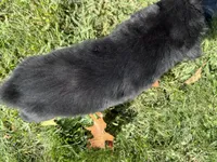 Echo, a male Australian Shepherd for sale in Burlington, CT – 4 of 10