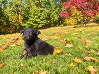 Bear, a male Australian Shepherd for sale in Burlington, CT – 5 of 10