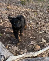 Bear, a male Australian Shepherd for sale in Burlington, CT – 4 of 8