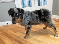 Rendi, a female Australian Shepherd for sale in Burlington, CT – Photo 10 of 10