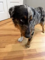 Rendi, a female Australian Shepherd for sale in Burlington, CT – Photo 2 of 10