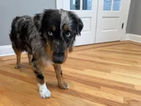 Rendi, a female Australian Shepherd for sale in Burlington, CT – Photo 3 of 10