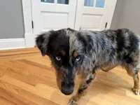 Rendi, a female Australian Shepherd for sale in Burlington, CT – Photo 6 of 10