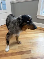 Rendi, a female Australian Shepherd for sale in Burlington, CT – Photo 7 of 10