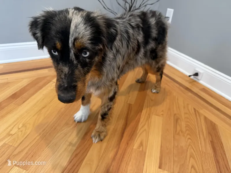 Rendi – Australian Shepherd puppy for sale in Burlington, CT