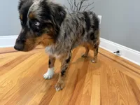 Rendi, a female Australian Shepherd for sale in Burlington, CT – Photo 8 of 10