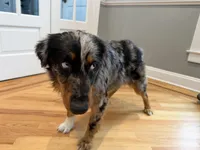 Rendi, a female Australian Shepherd for sale in Burlington, CT – Photo 5 of 10