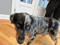 Rendi, a female Australian Shepherd for sale in Burlington, CT – Photo 9 of 10