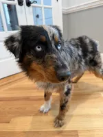 Rendi, a female Australian Shepherd for sale in Burlington, CT – Photo 4 of 10