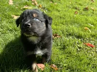 Echo, a male Australian Shepherd for sale in Burlington, CT – 6 of 10