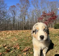 Iris, a female Australian Shepherd for sale in Burlington, CT – Photo 3 of 10