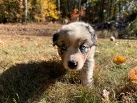 Iris, a female Australian Shepherd for sale in Burlington, CT – Photo 6 of 10