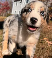 Iris, a female Australian Shepherd for sale in Burlington, CT – Photo 1 of 10