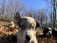 Iris, a female Australian Shepherd for sale in Burlington, CT – Photo 7 of 10