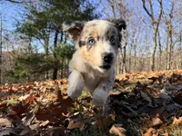Iris, a female Australian Shepherd for sale in Burlington, CT – Photo 2 of 10
