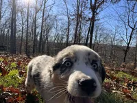 Iris, a female Australian Shepherd for sale in Burlington, CT – Photo 5 of 10