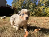 Iris, a female Australian Shepherd for sale in Burlington, CT – Photo 9 of 10