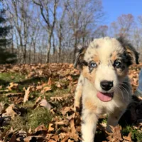 Iris, a female Australian Shepherd for sale in Burlington, CT – Photo 4 of 10