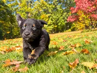 Bear, a male Australian Shepherd for sale in Burlington, CT – 7 of 10