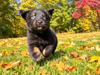 Bear, a male Australian Shepherd for sale in Burlington, CT – 2 of 10