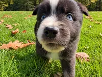 dash, a male Australian Shepherd for sale in Burlington, CT – 3 of 10