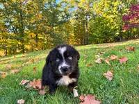 Blaze, a male Australian Shepherd for sale in Burlington, CT – 2 of 10