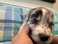 Brutus, a male Aussiedoodle for sale in Burlington, CT – Photo 4 of 10