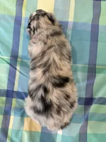 Brutus, a male Aussiedoodle for sale in Burlington, CT – Photo 3 of 10