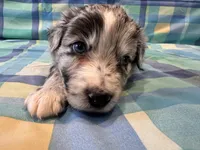 Brutus, a male Aussiedoodle for sale in Burlington, CT – Photo 10 of 10