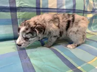 Brutus, a male Aussiedoodle for sale in Burlington, CT – Photo 2 of 10