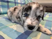 Brutus, a male Aussiedoodle for sale in Burlington, CT – Photo 6 of 10