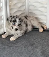 Brutus, a male Aussiedoodle for sale in Burlington, CT – Photo 9 of 10