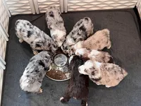 Brutus, a male Aussiedoodle for sale in Burlington, CT – Photo 5 of 10