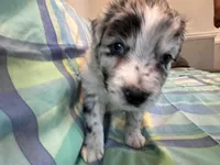 Brutus, a male Aussiedoodle for sale in Burlington, CT – Photo 1 of 10