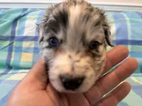 Brutus, a male Aussiedoodle for sale in Burlington, CT – Photo 8 of 10