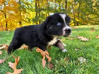 Blaze, a male Australian Shepherd for sale in Burlington, CT – 6 of 10