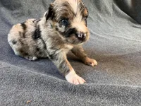 Cheetah, a male Australian Shepherd for sale in Burlington, CT – Photo 5 of 10