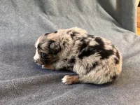 Cheetah, a male Australian Shepherd for sale in Burlington, CT – Photo 6 of 10