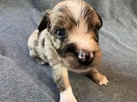 Cheetah, a male Australian Shepherd for sale in Burlington, CT – Photo 4 of 10