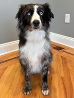 Cheetah, a male Australian Shepherd for sale in Burlington, CT – Photo 9 of 10