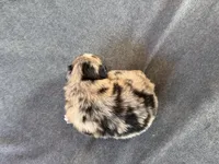 Cheetah, a male Australian Shepherd for sale in Burlington, CT – Photo 8 of 10