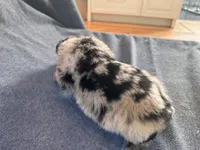 Cheetah, a male Australian Shepherd for sale in Burlington, CT – Photo 7 of 10