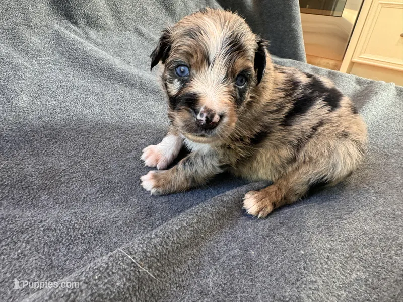 Cheetah, a male Australian Shepherd for sale in Burlington, CT – Photo 1 of 10
