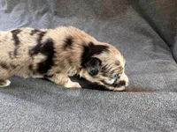 Cheetah, a male Australian Shepherd for sale in Burlington, CT – Photo 2 of 10