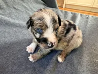 Cheetah, a male Australian Shepherd for sale in Burlington, CT – Photo 3 of 10