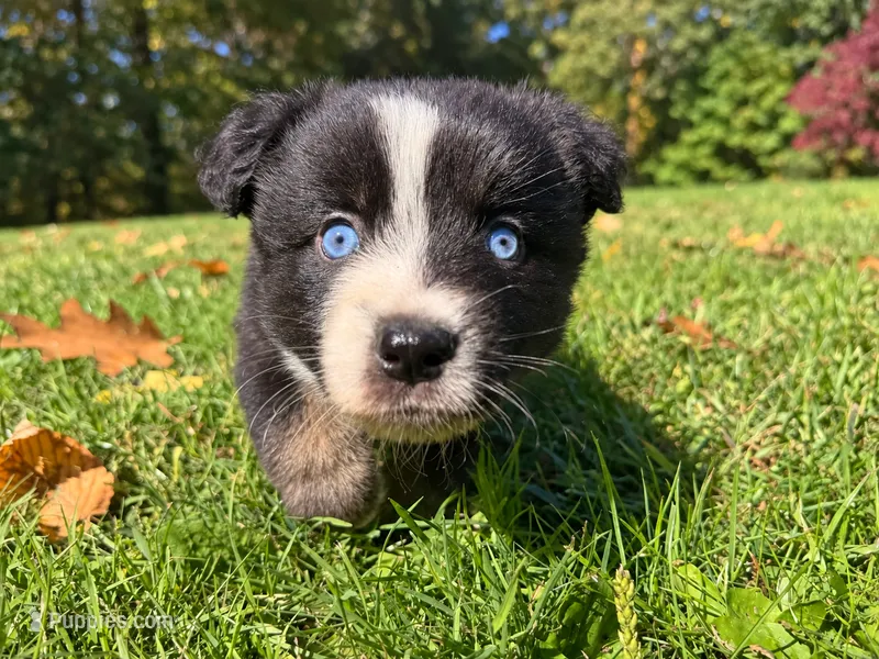 dash – Australian Shepherd puppy for sale in Burlington, CT