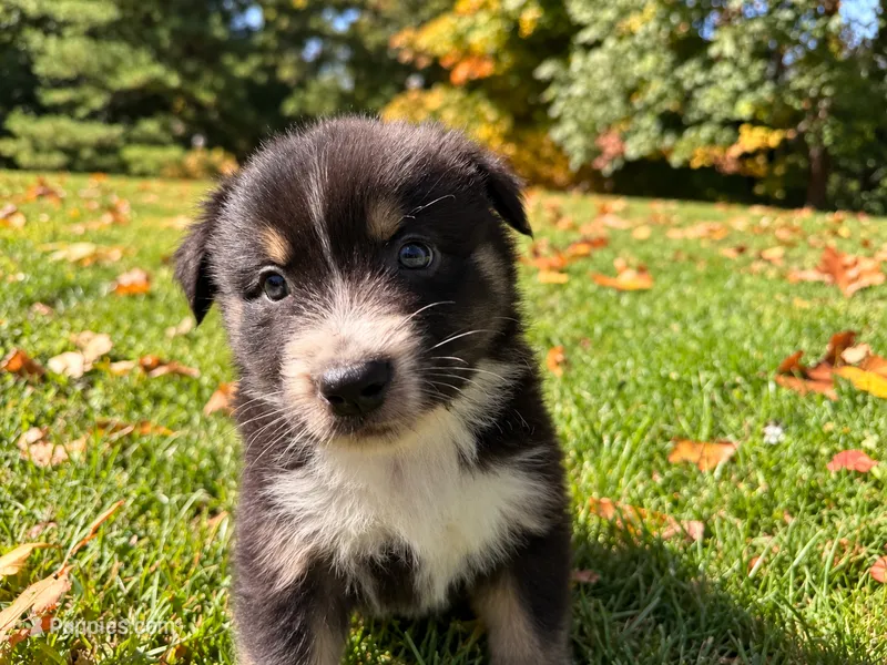 Magic – Australian Shepherd puppy for sale in Burlington, CT