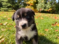 Magic, a male Australian Shepherd for sale in Burlington, CT – 1 of 10